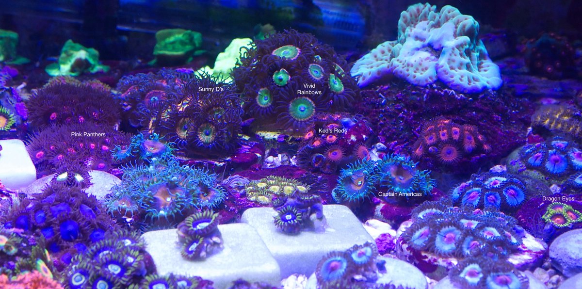 Polyps2.jpg