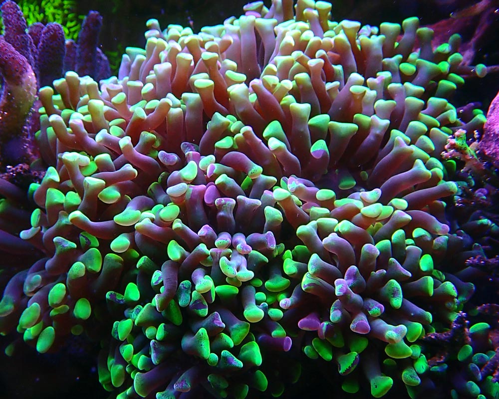 polyps2.jpg