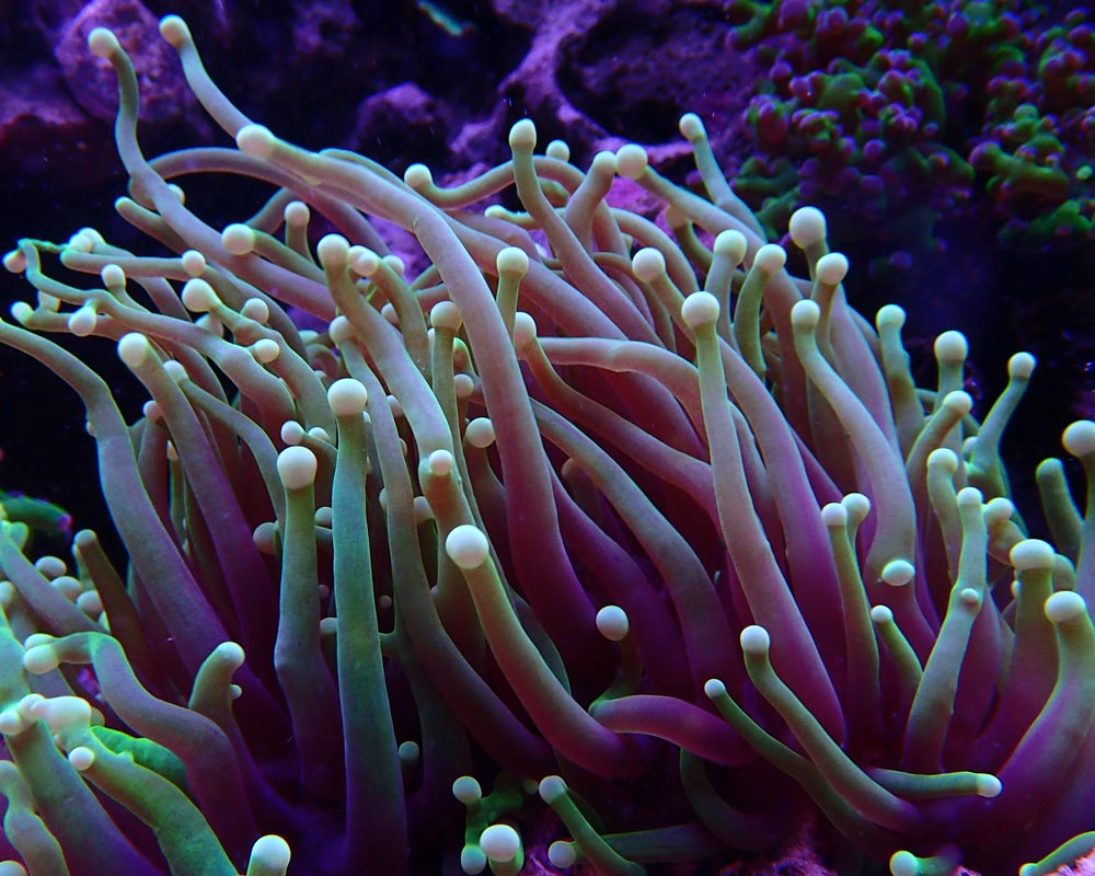 polyps3.jpg