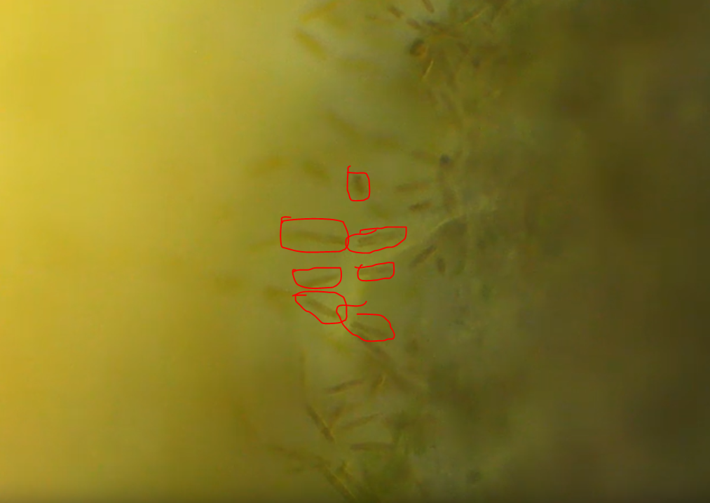 polypweirdstuff.PNG