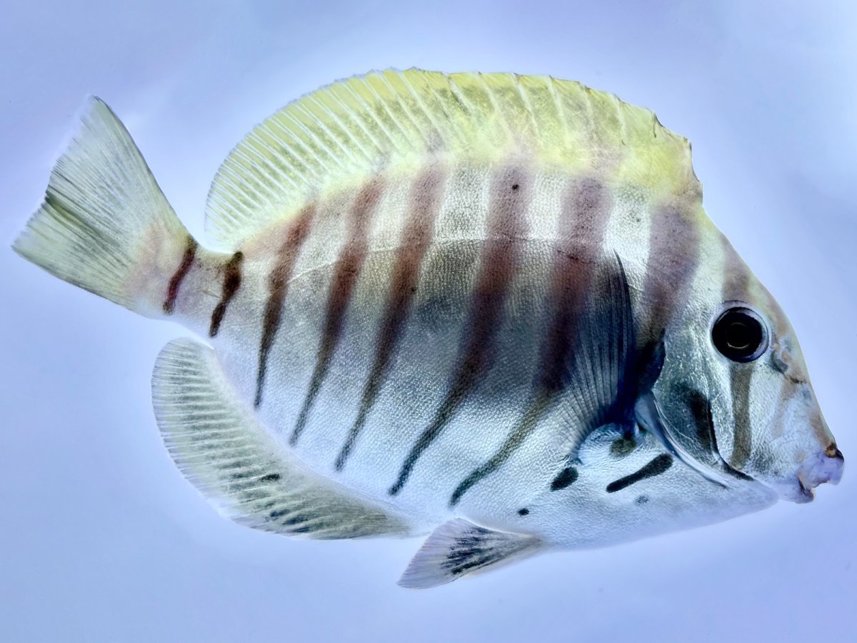 Looking for that specific fish but can't find it anywhere?? Let us ...