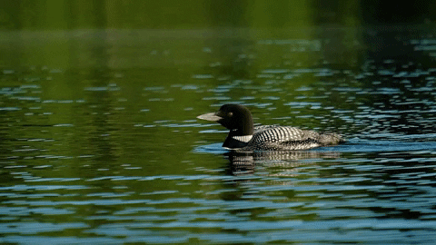 POND.gif