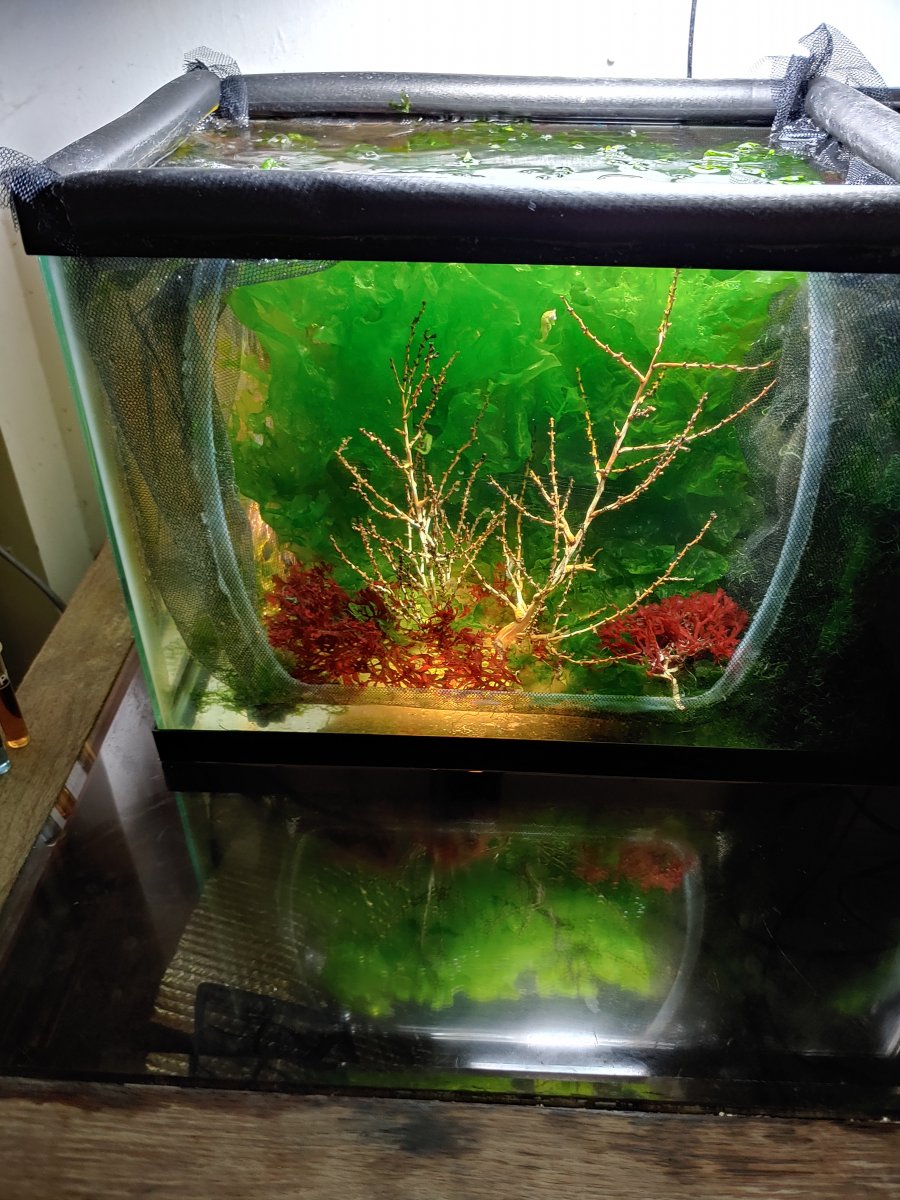 Dwarf seahorse tank outlet