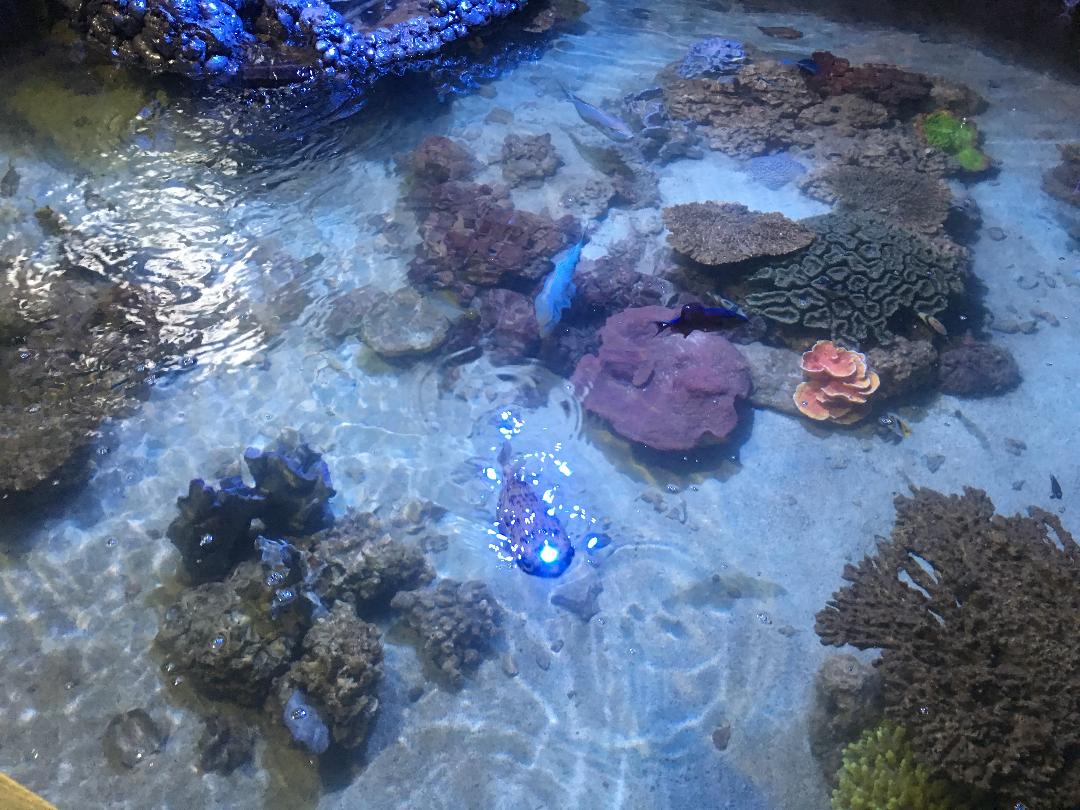 pool2.JPG
