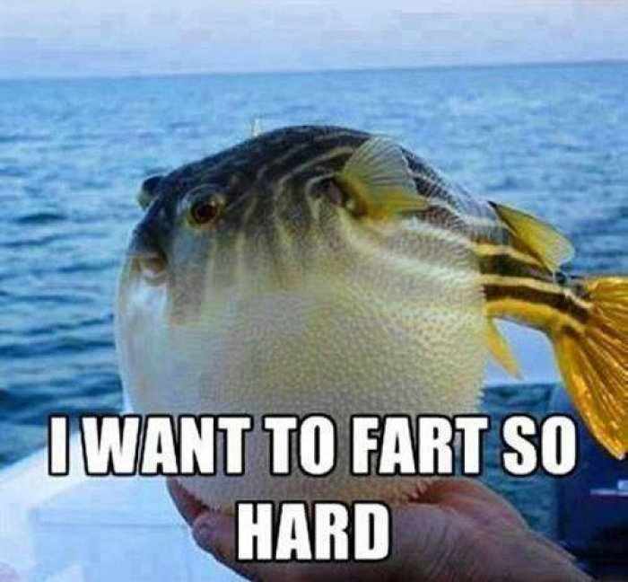 Poor-puffer-fish-meme.jpg