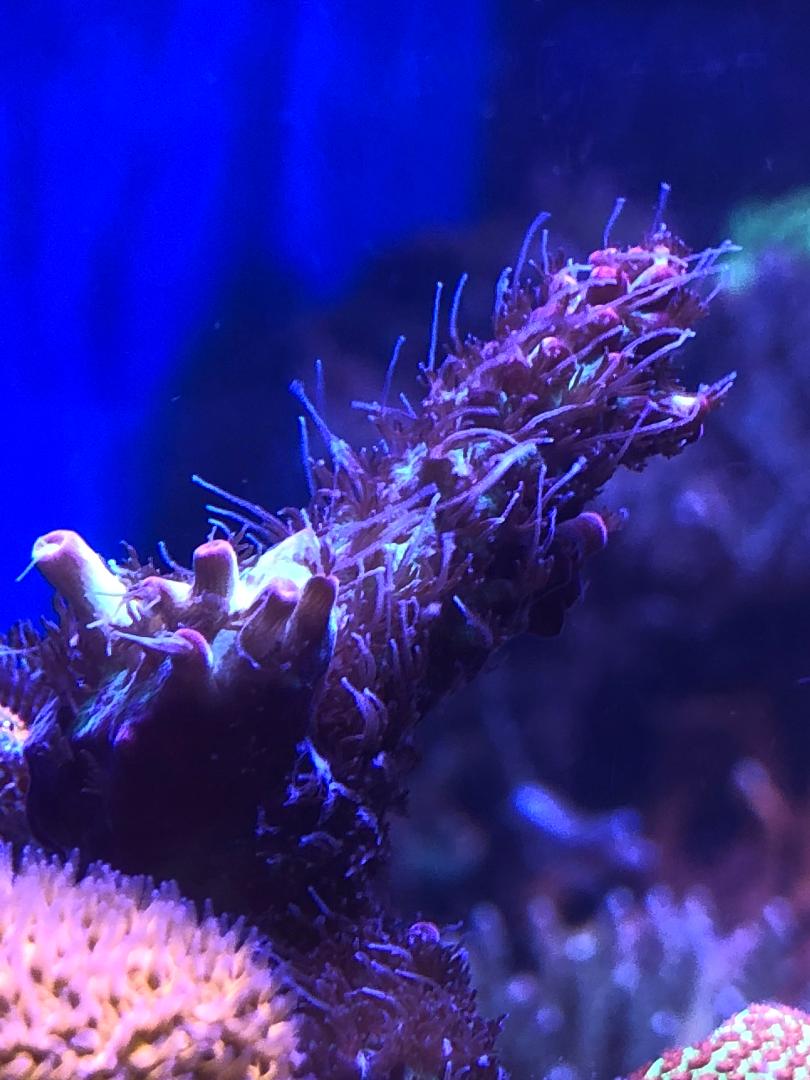 Show & Tell, the Hairiest & colorful Acro | Page 6 | Reef2Reef