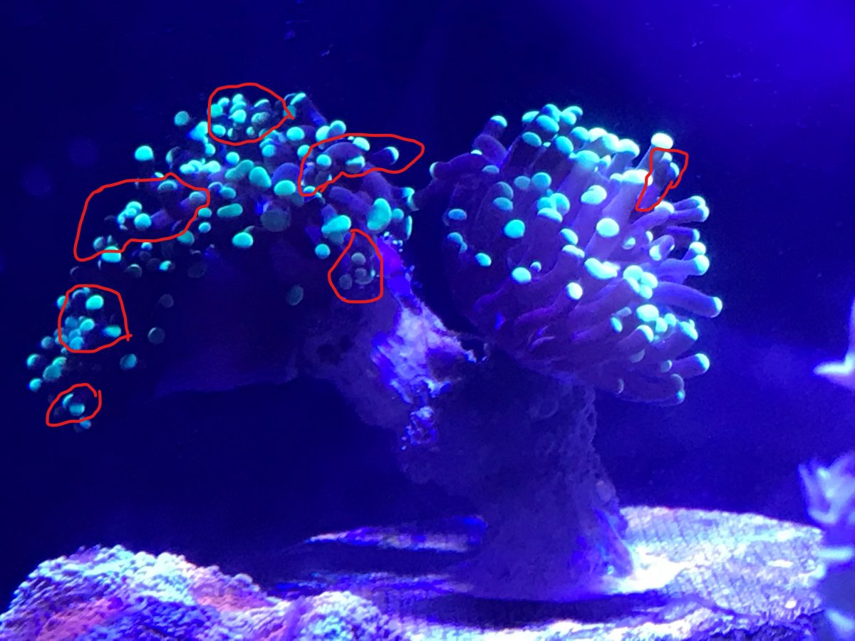 Possible Frogspawn.jpg