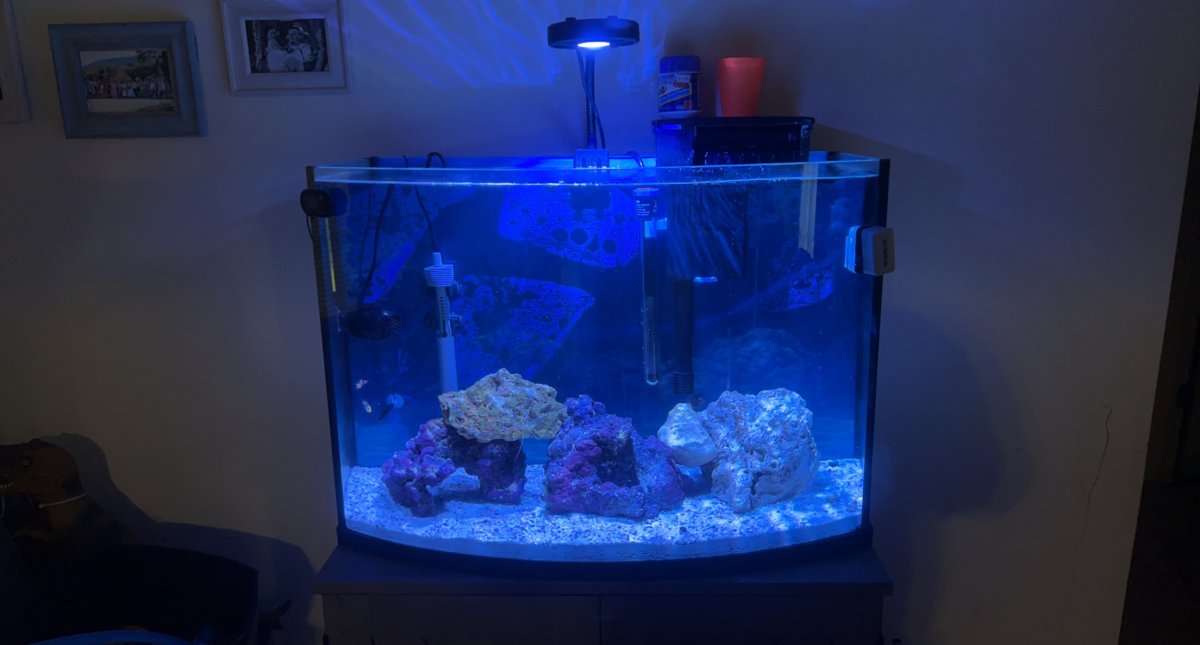 36 gallon shop bow front aquarium