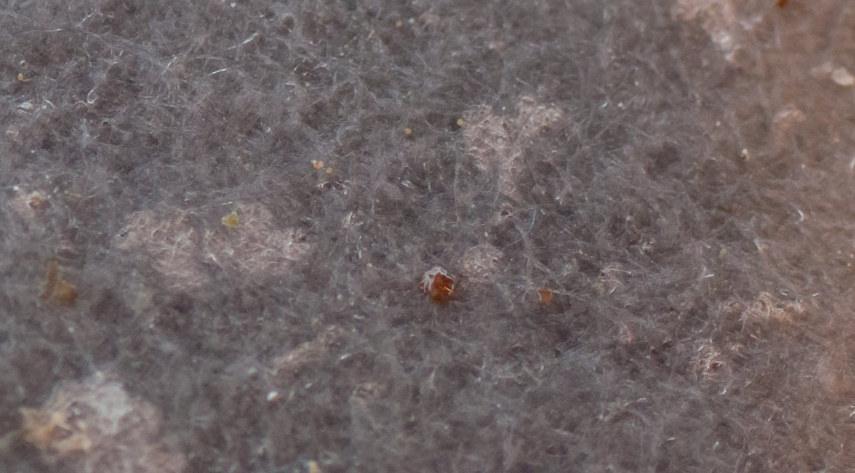 Random, Large-scale Zoa Polyp Death | Page 3 | Reef2Reef