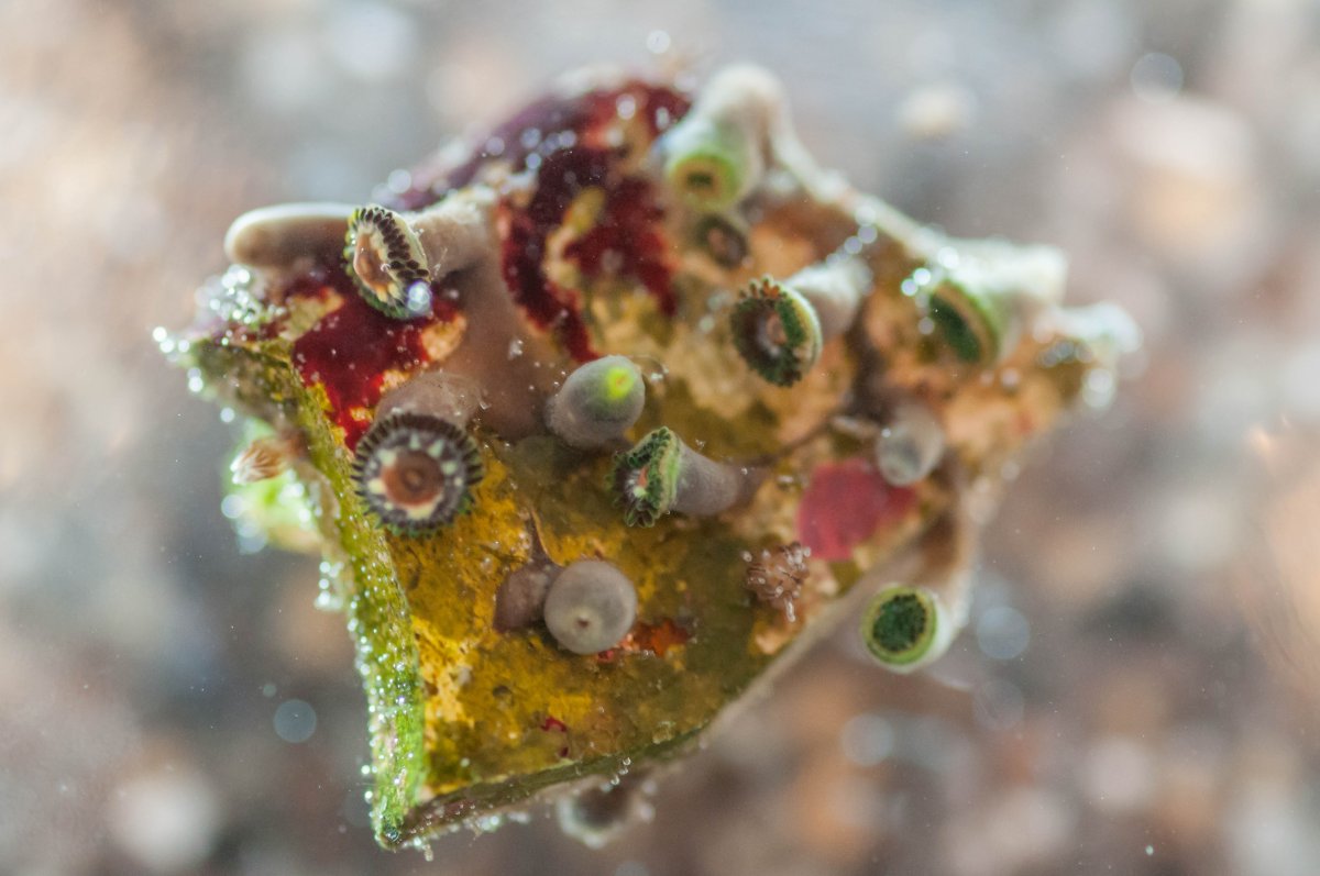 Random, Large-scale Zoa Polyp Death | Page 3 | Reef2Reef