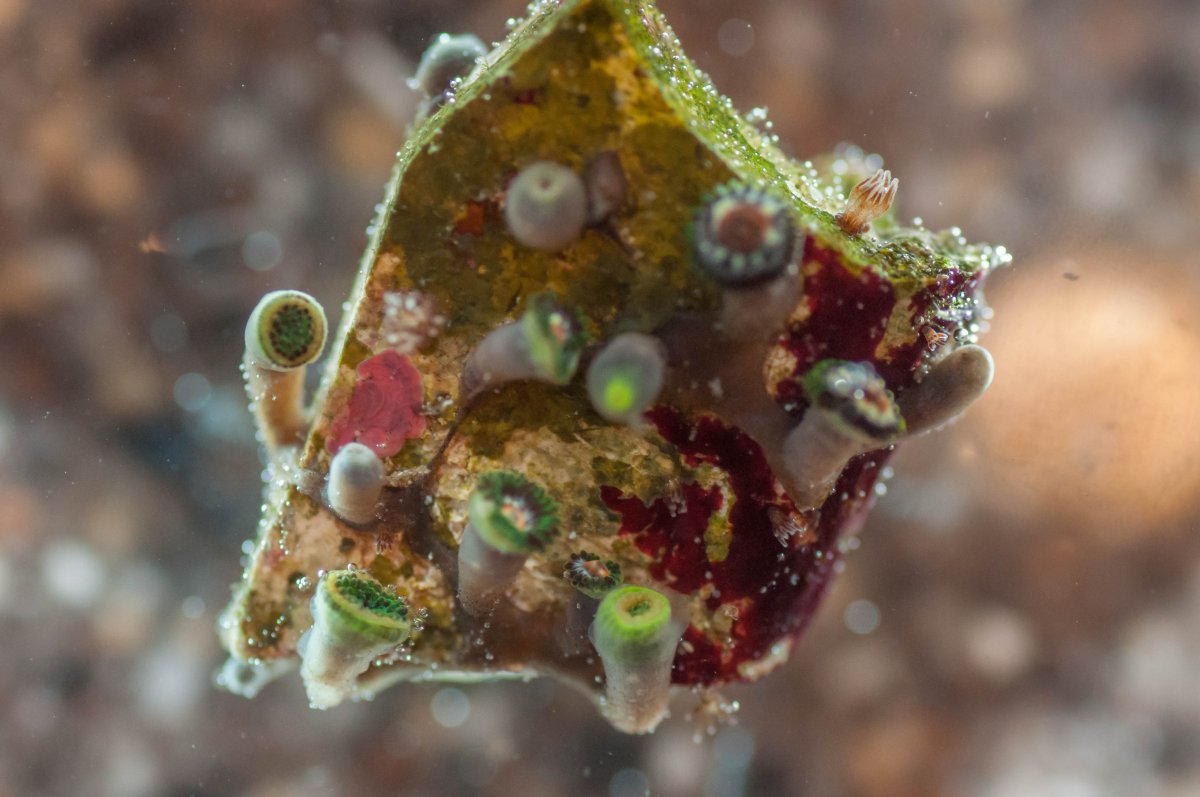 Random, Large-scale Zoa Polyp Death | Page 3 | Reef2Reef