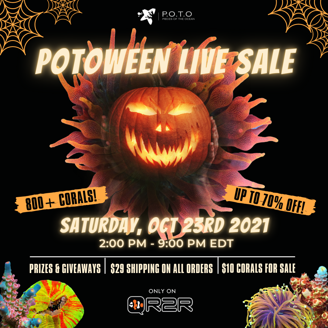 POTOWEEN LIVE SALE 1080x1080 (revised).png