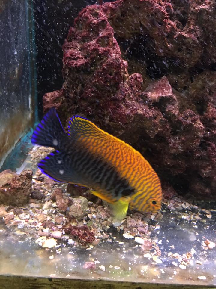 What dwarf angels do best in a reef? | Page 4 | Reef2Reef