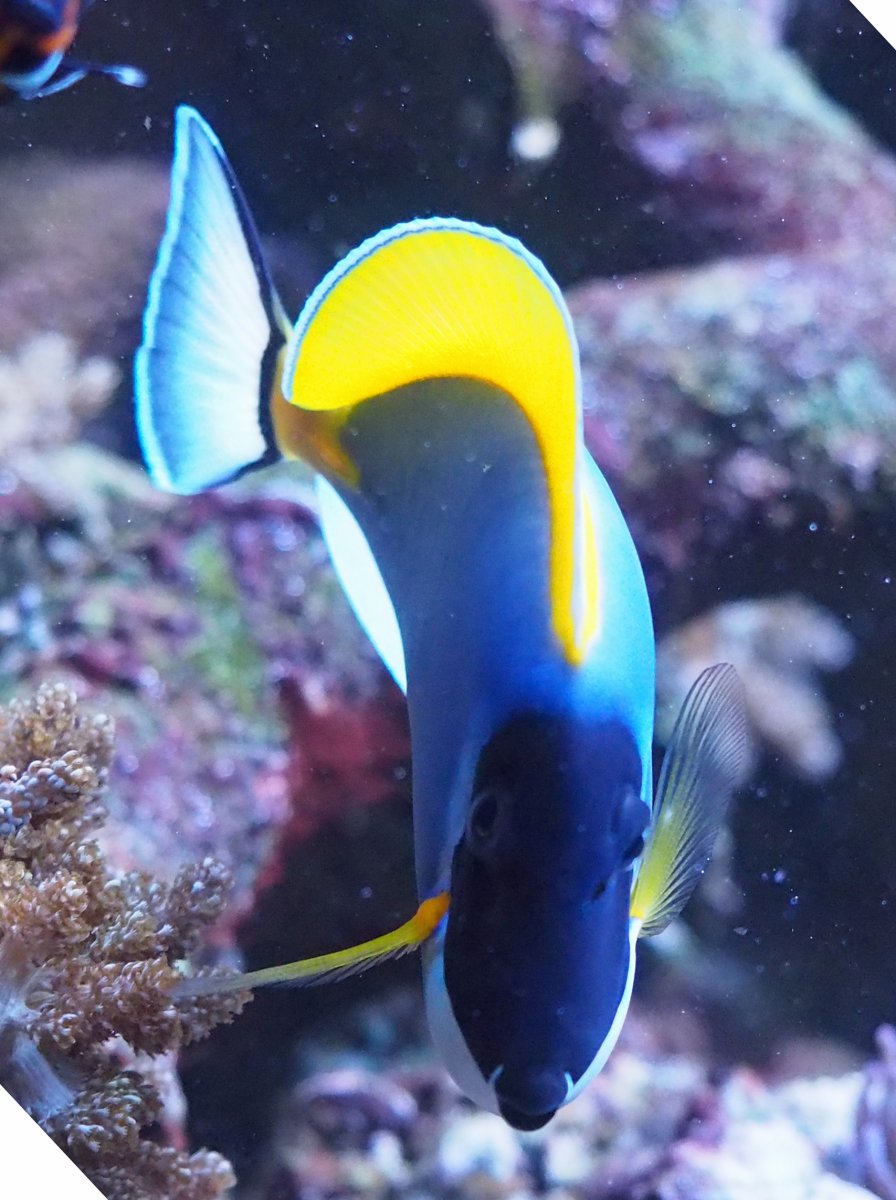 POWDER BLUE TANG TOO BIG? REEF2REEF Saltwater and Reef Aquarium Forum