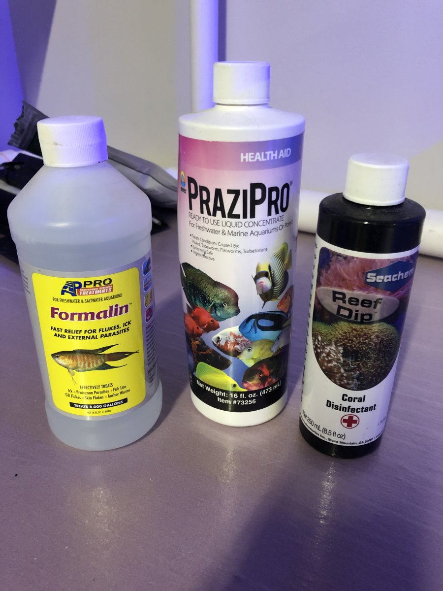 PraziPro.JPG