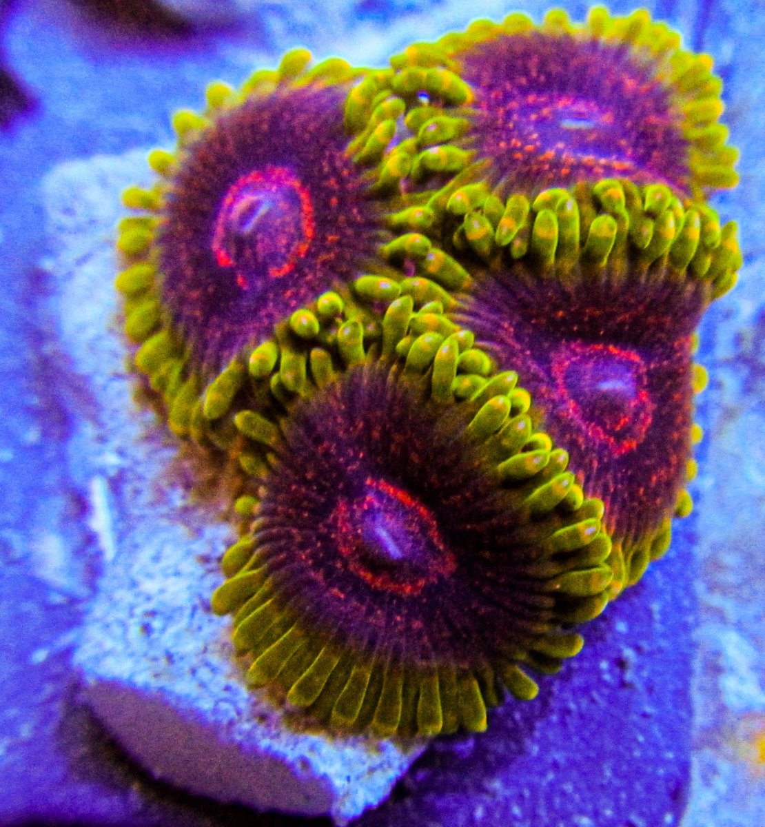 Weekend Sale at www.UltimateCorals.com | REEF2REEF Saltwater and Reef ...