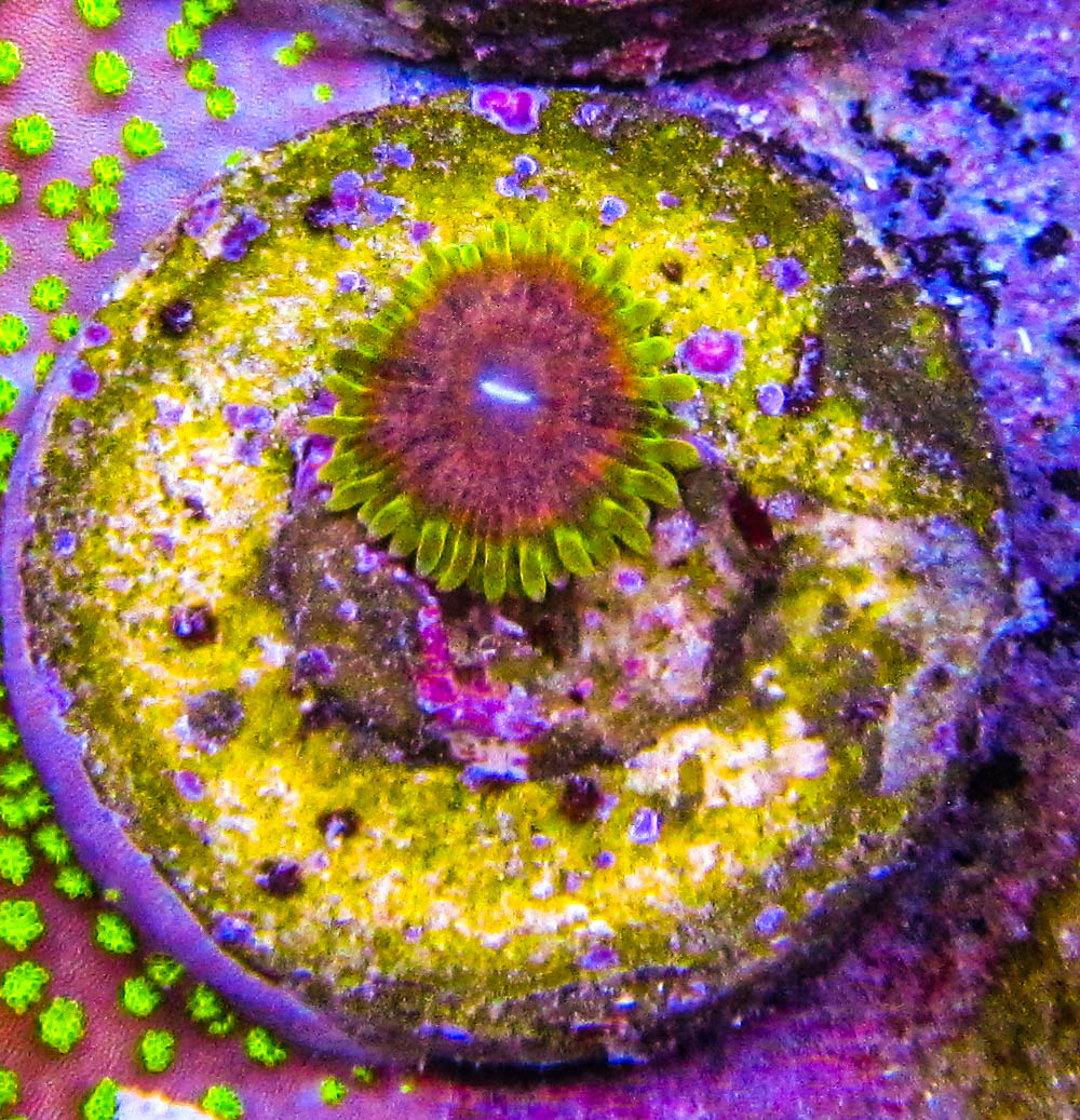 Celebrate Ultimate Corals Birthday Day with 40% OFF! | Reef2Reef