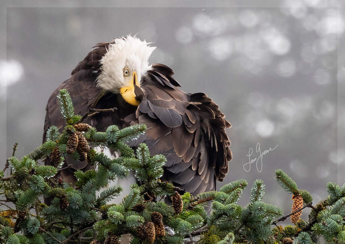 Preen.jpg