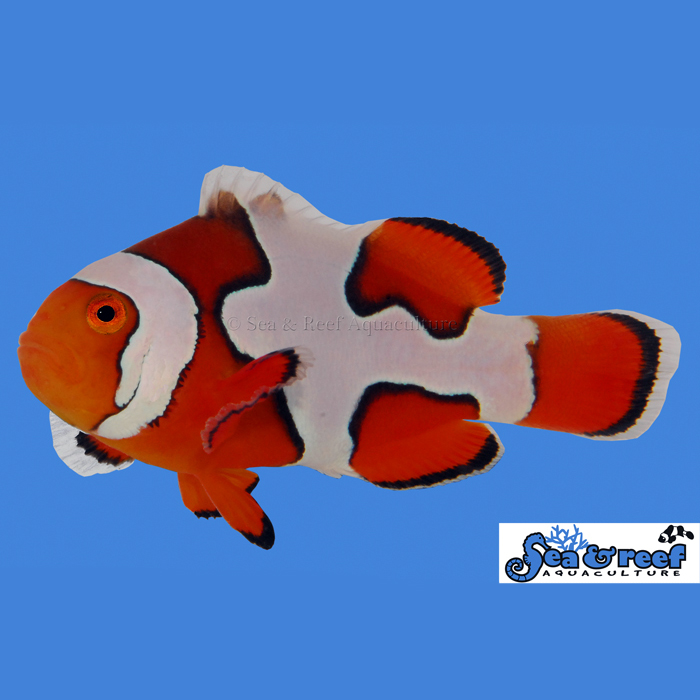 premium-picasso-clownfish.jpg