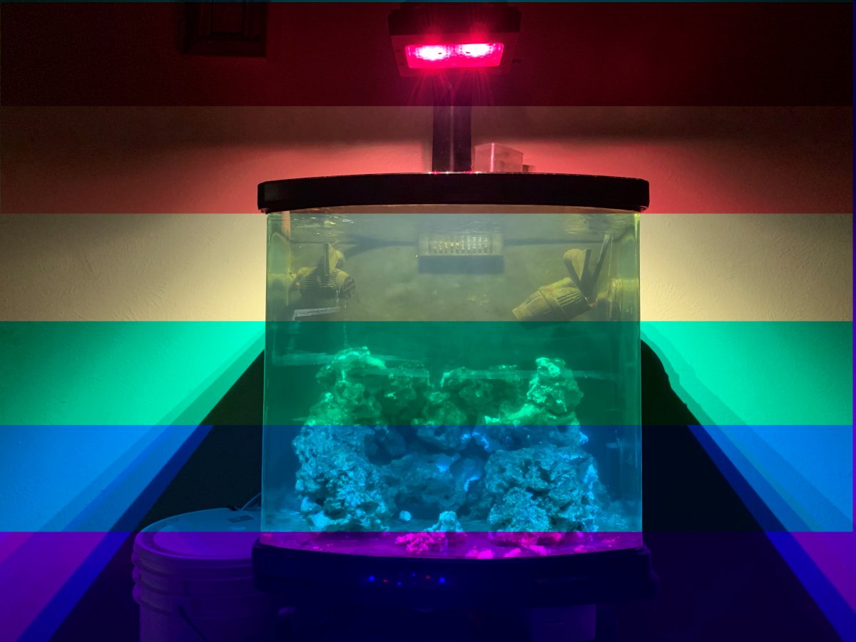 Pride Tank.jpg
