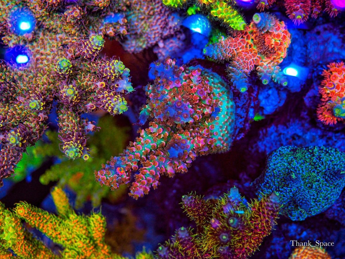 Professional high-end Reef Aquariums photos.jpg