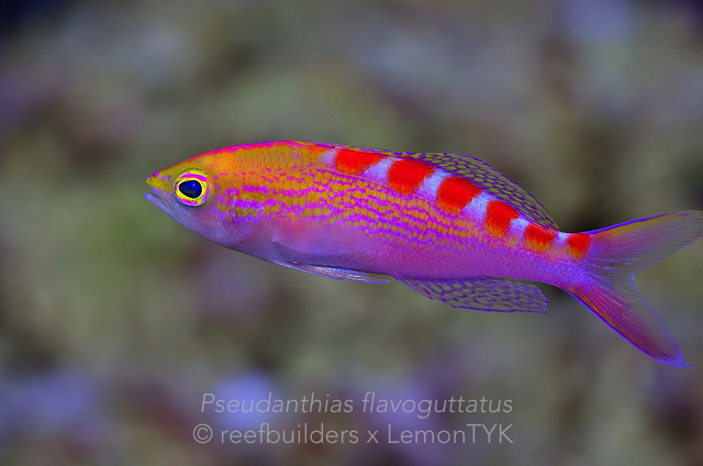 Pseudanthias-flavoguttatus.png