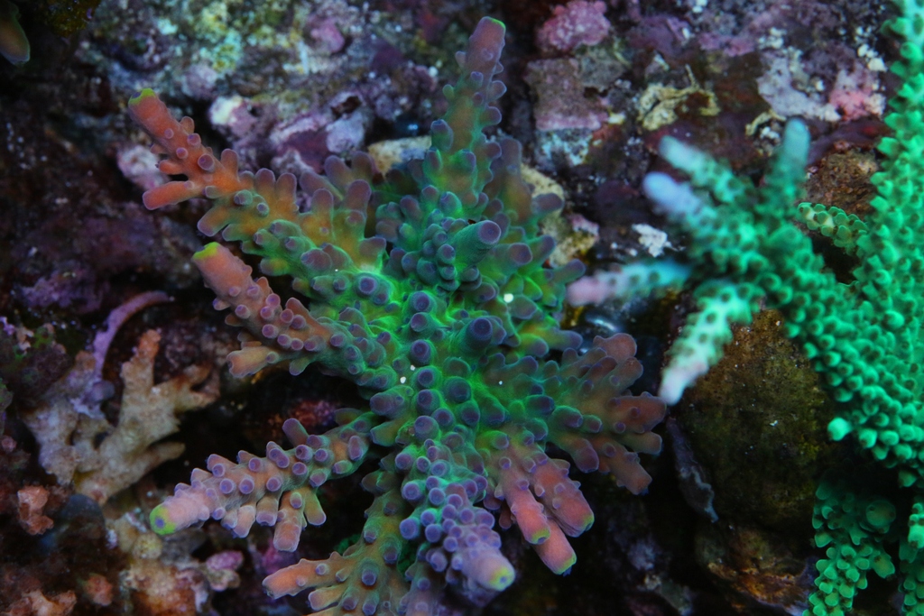 Build Thread - Born on the 4th of July | Page 6 | REEF2REEF Saltwater ...