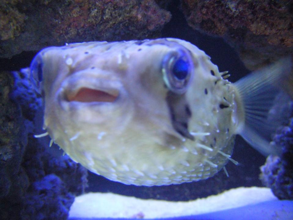 puff puff.jpg