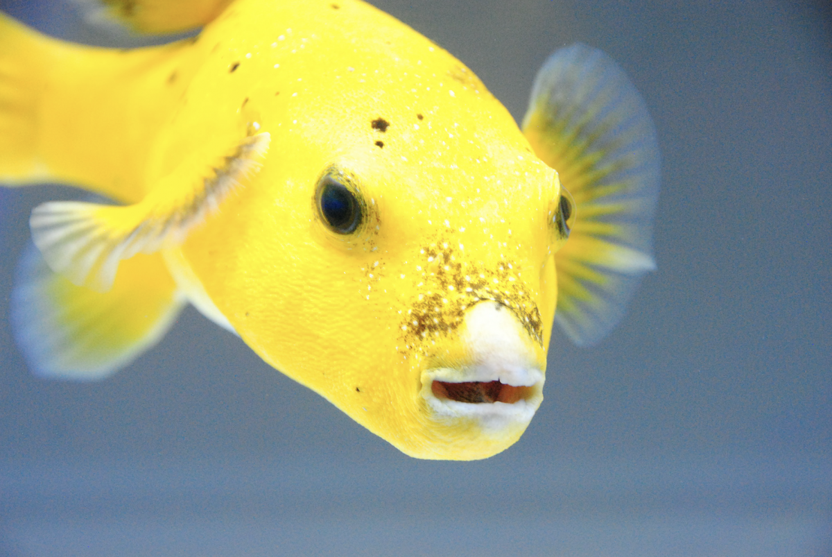 Puffer 2.png