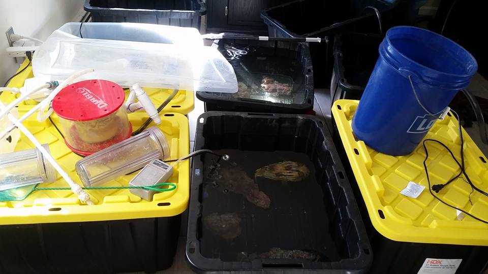 puffer in bin.jpg