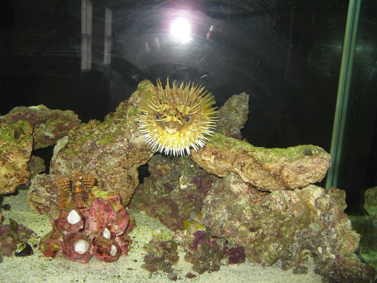 puffer.jpg