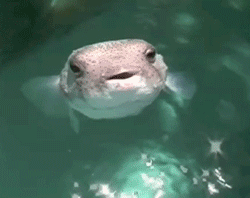 PufferSpitting.gif