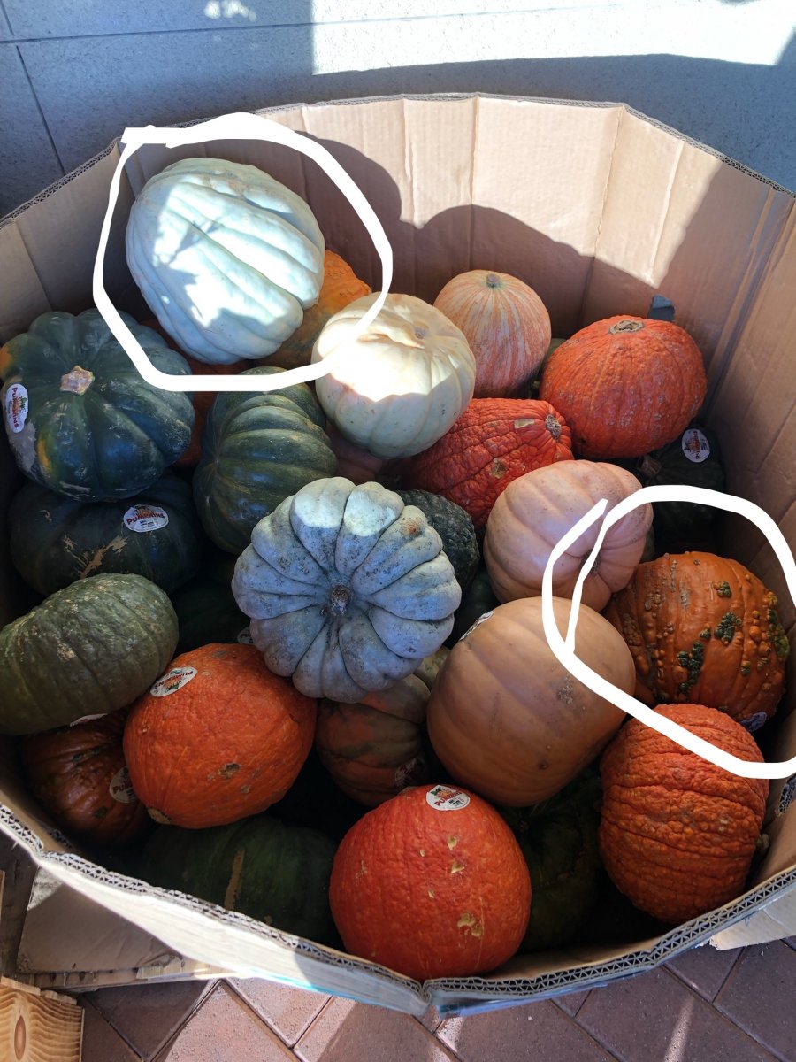 Pumpkins in the bin_LI.jpg