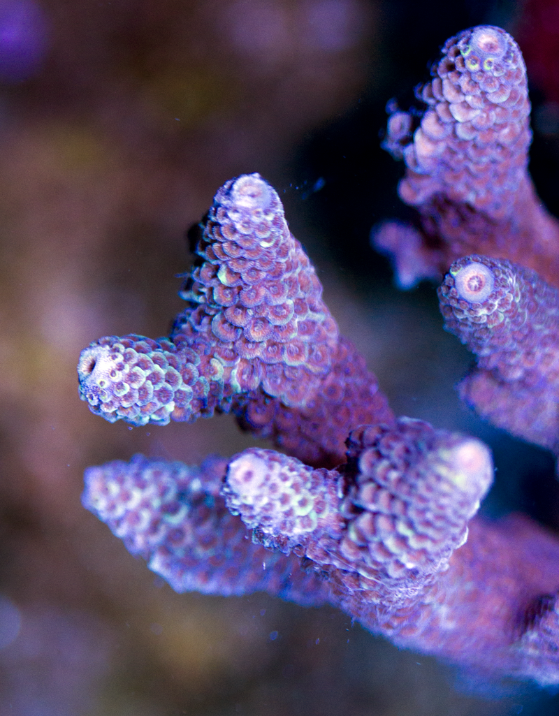 Puple Millieopora QUARTER.png