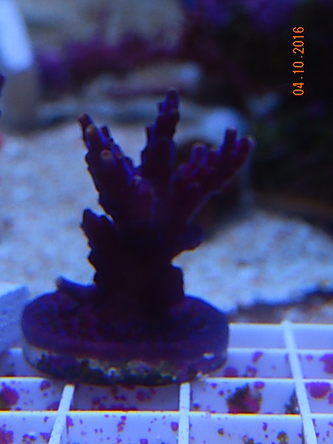 Purple 1.jpg
