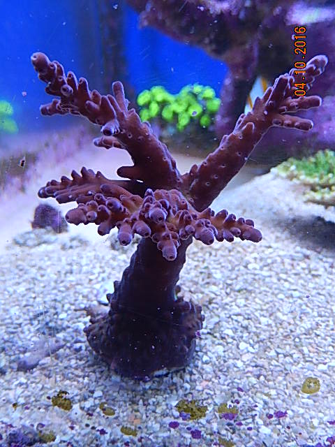 Purple 2.jpg