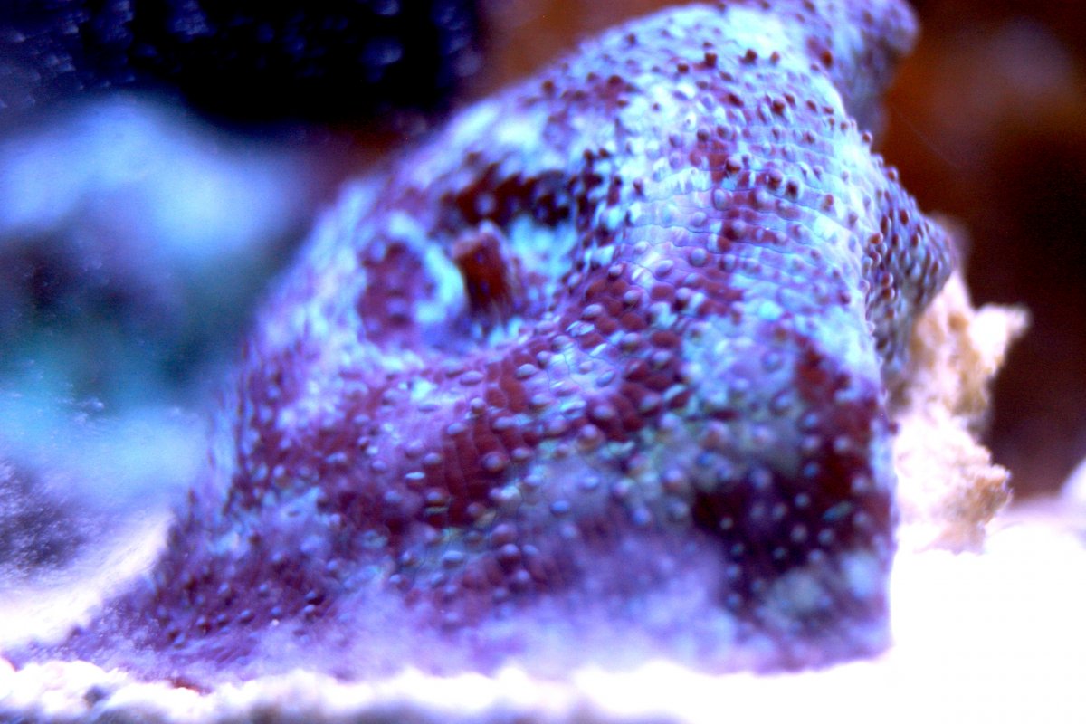 Purple 3.JPG