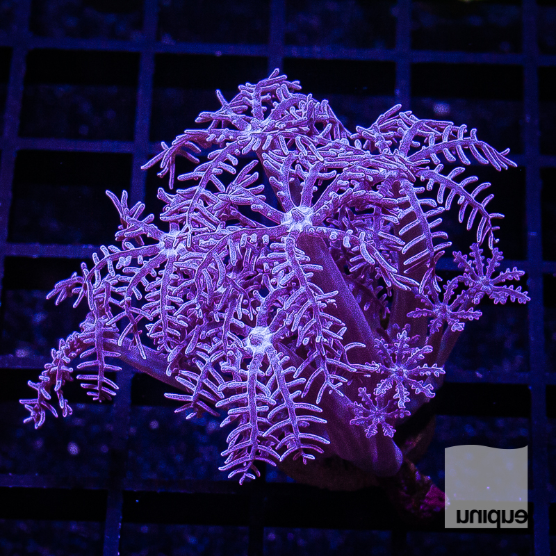 Purple Anthelia 44 24.jpg