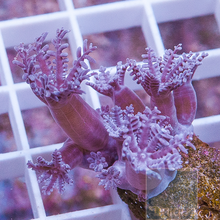 purple anthelia 5 19.jpg