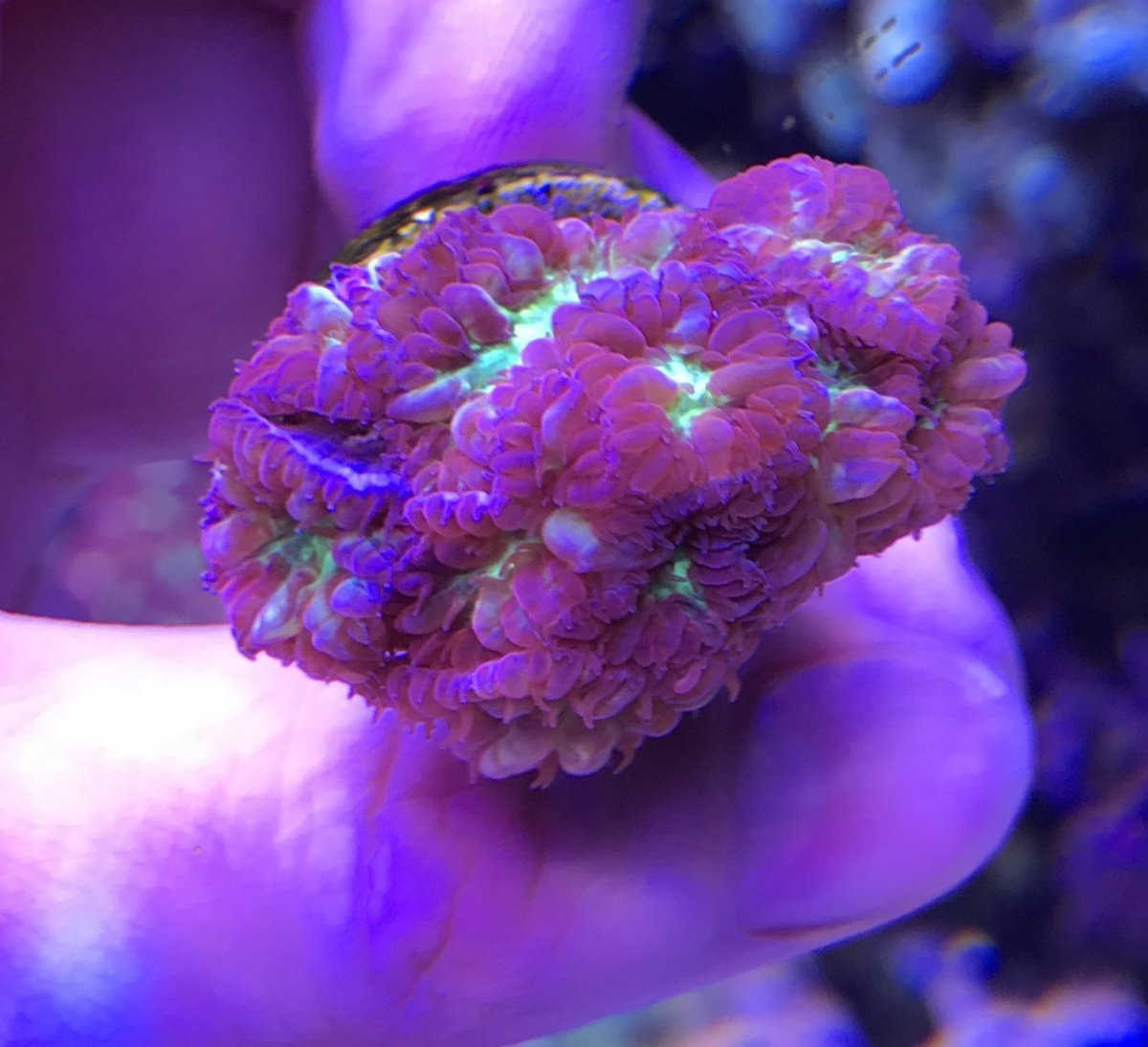purple blasto 2.jpg