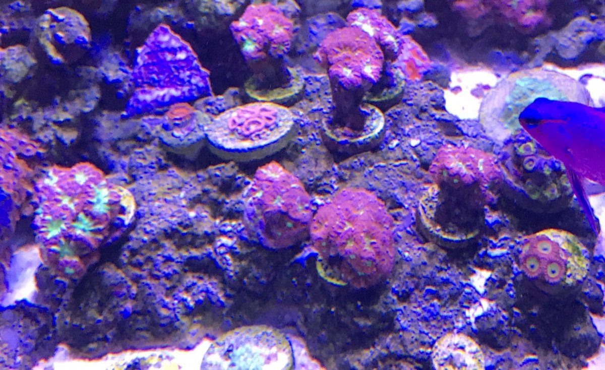 purple blasto 4.jpg