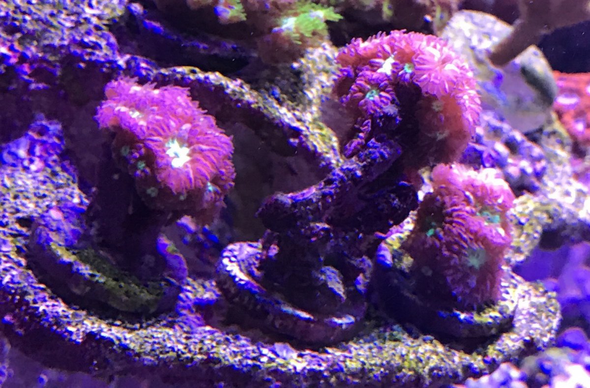 purple blasto 5.jpg