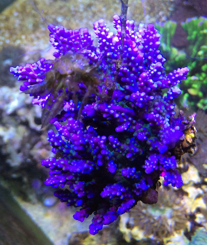 Purple Bonsai.jpg