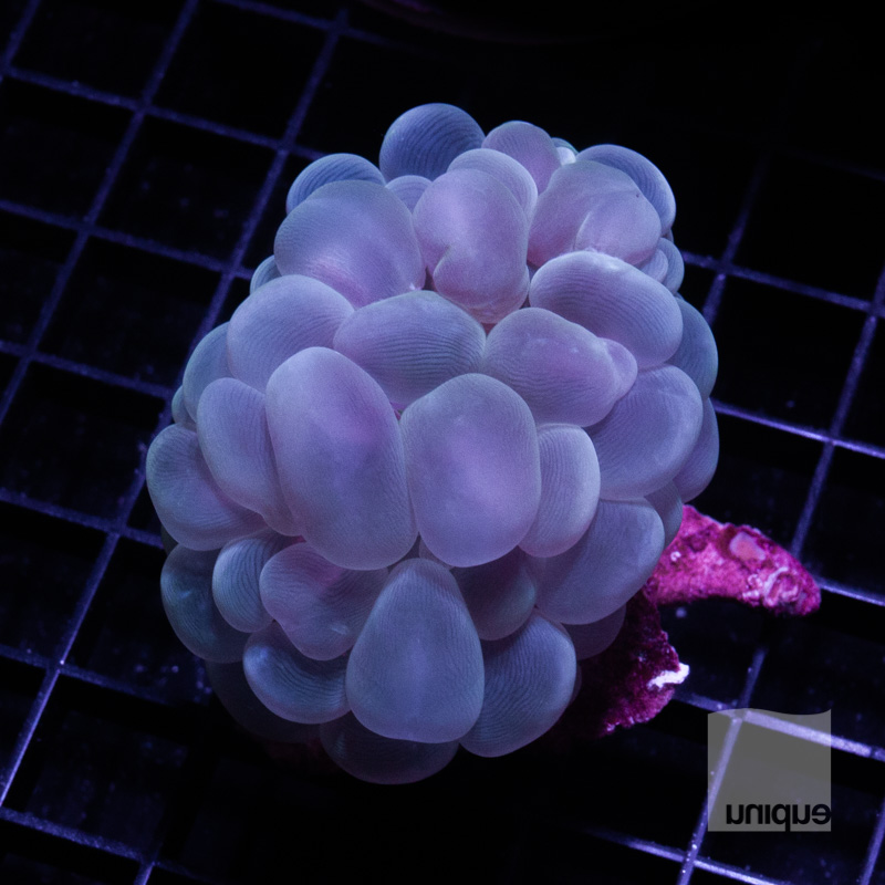 Purple Bubble 249 200.jpg