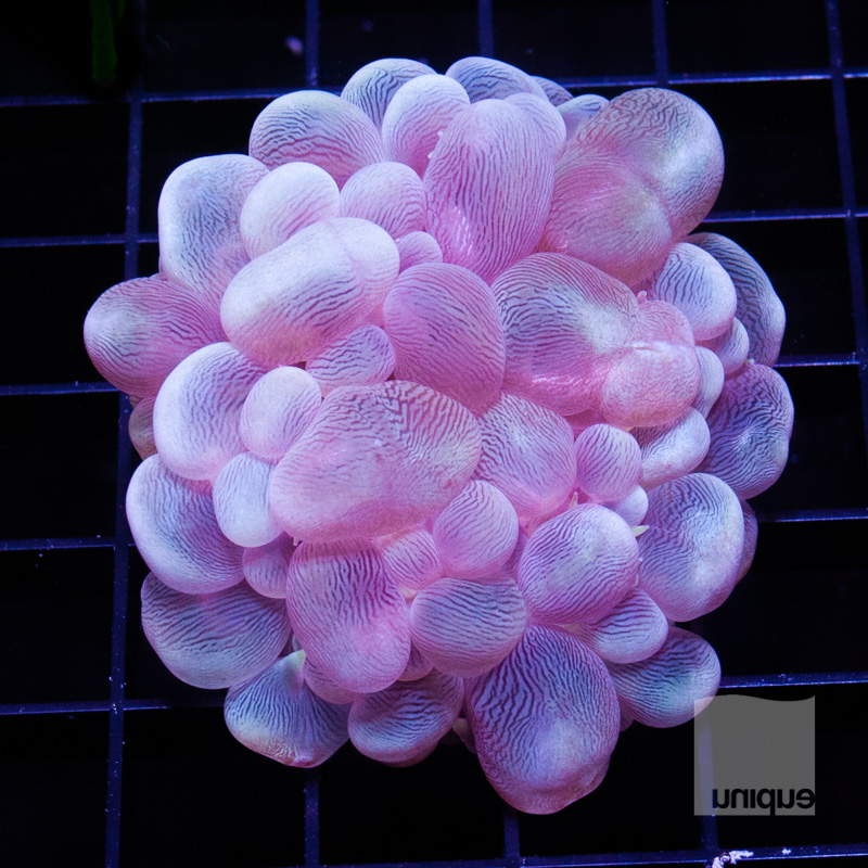 Purple Bubble Coral 219 159.jpg