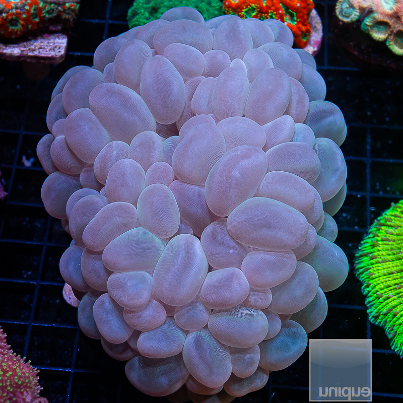 Purple Bubble Coral 299 190.JPG