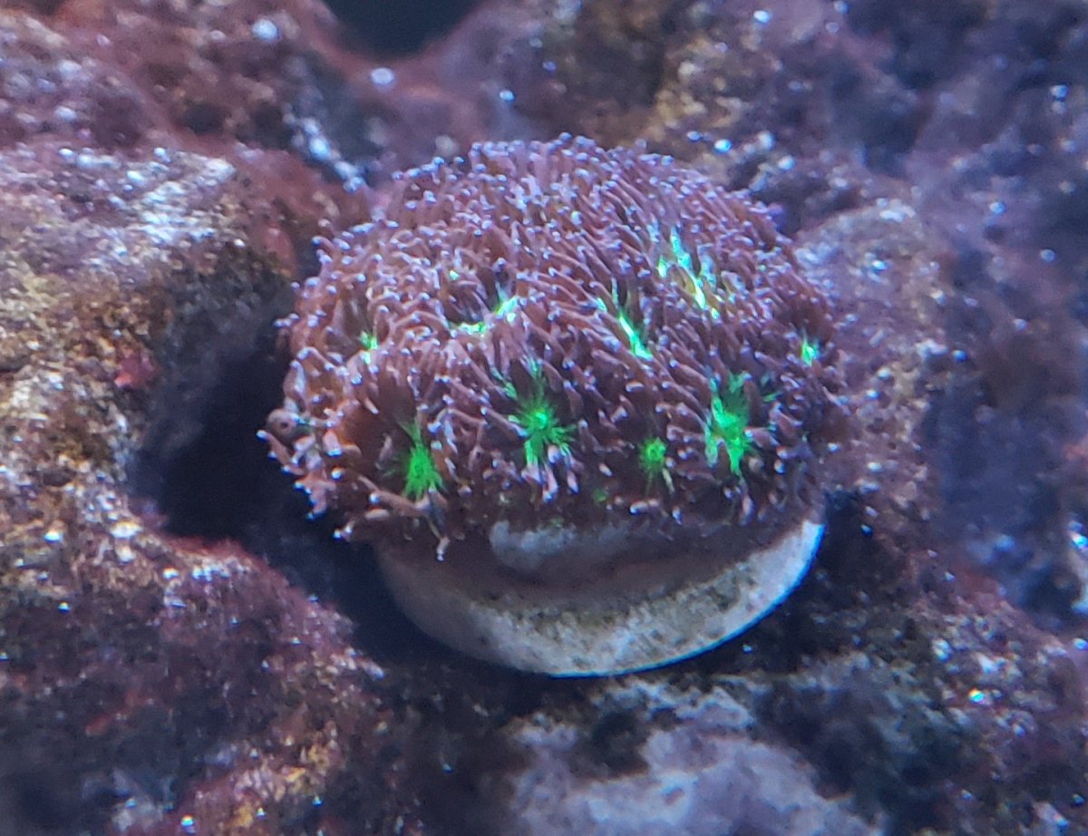 Purple coral cropped.jpg