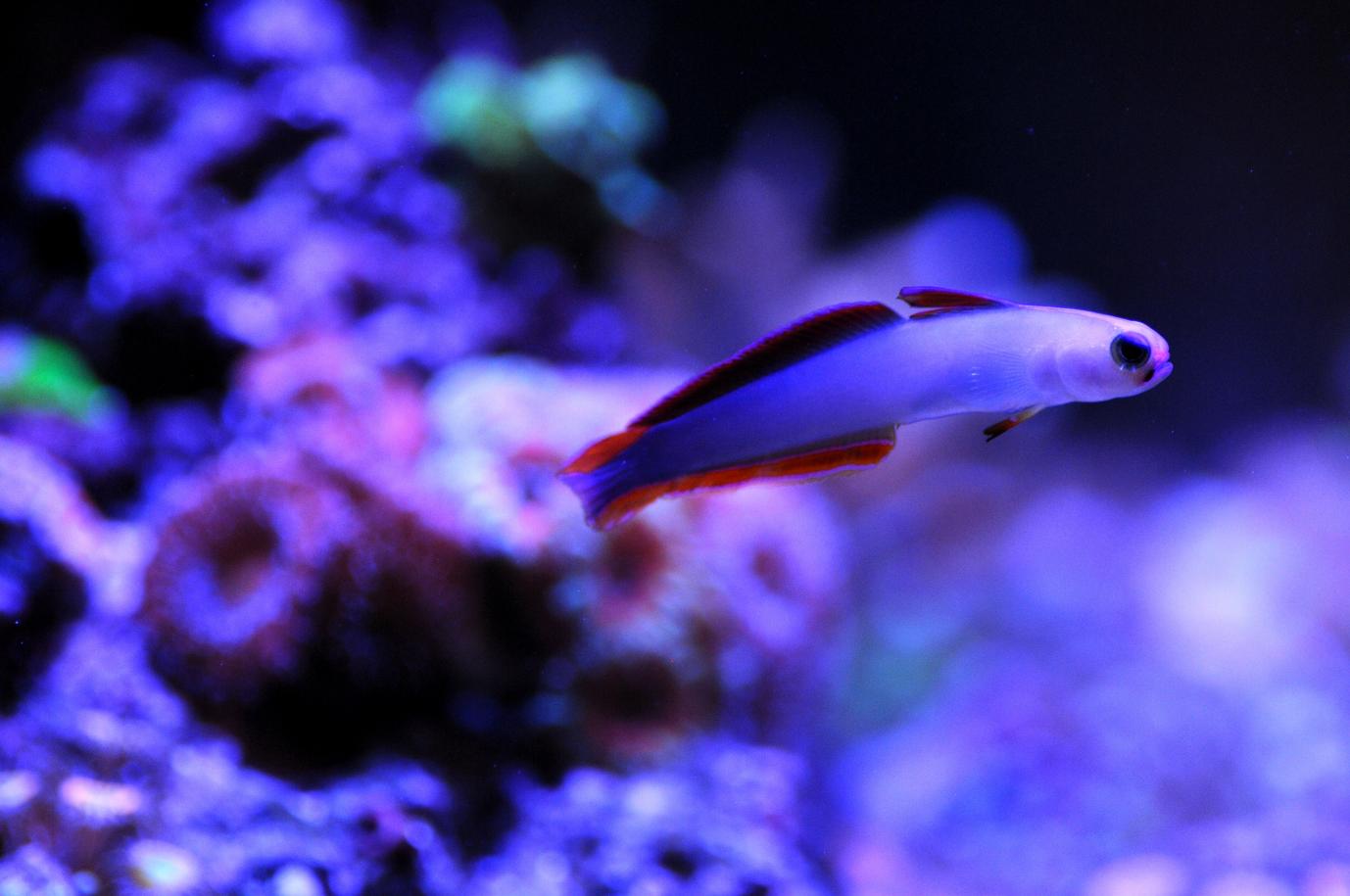 purple filefish.jpg