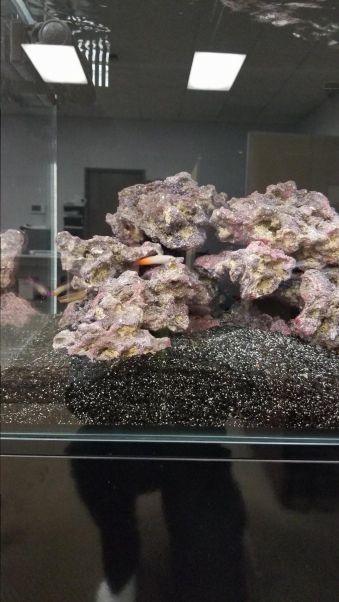 purple fire fish.jpg