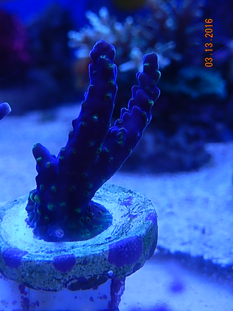 Purple Frag.jpg
